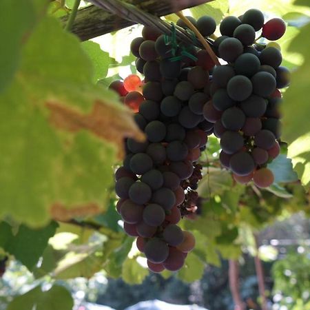 Apartman Ana Novi Vinodolski Ngoại thất bức ảnh
