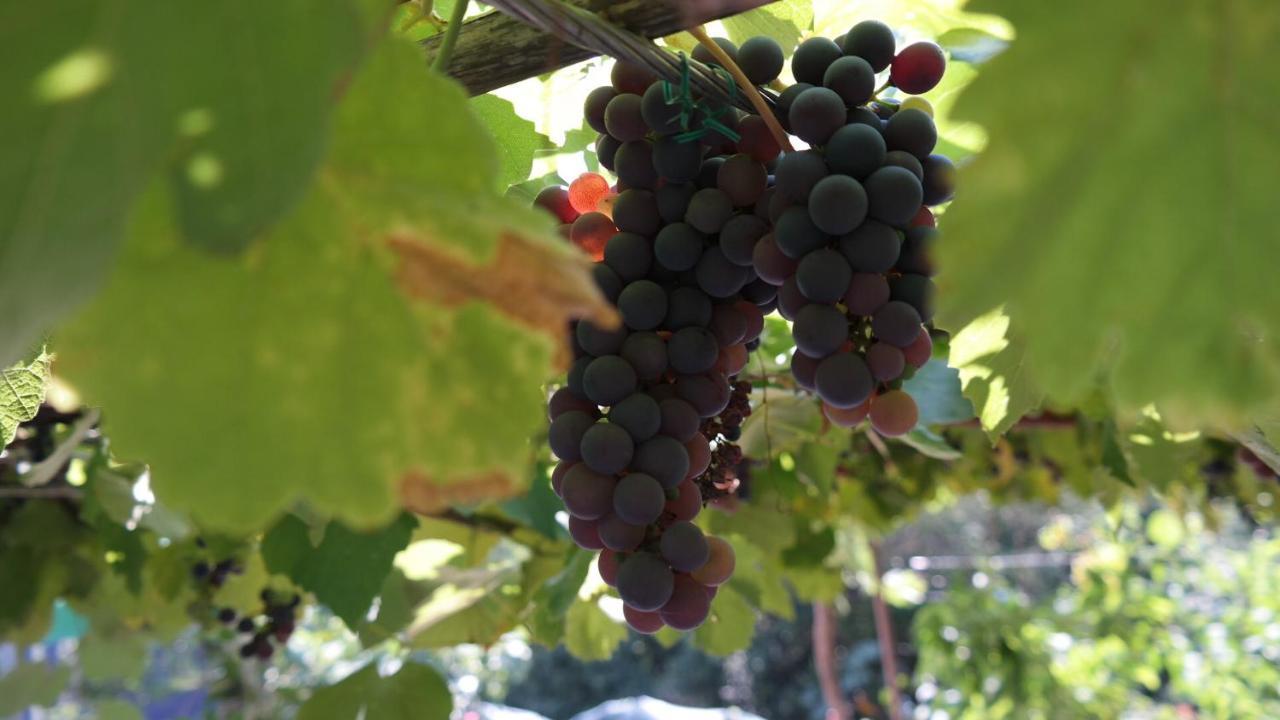 Apartman Ana Novi Vinodolski Ngoại thất bức ảnh